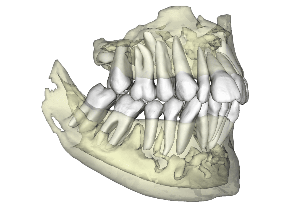 Invivo Model - Osteoid Inc